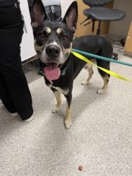 Shelter Stray Male Dog last seen Near Winston Ave, 21212, MD, 2490 Giles Rd, Baltimore, MD 21225, USA