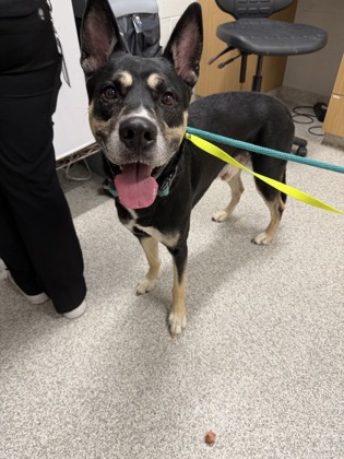 Shelter Stray Male Dog last seen Near Winston Ave, 21212, MD, 2490 Giles Rd, Baltimore, MD 21225, USA