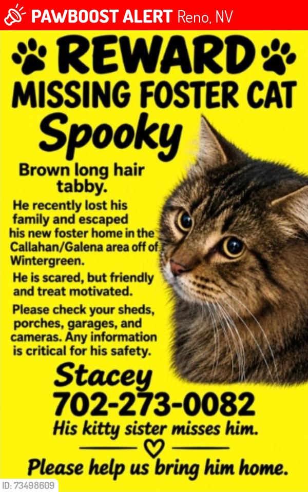 Lost Male Cat last seen Wintergreen and Callahan Ranch area, Reno, NV 89511