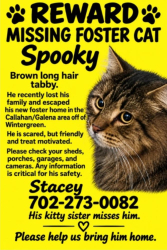 Lost Male Cat last seen Wintergreen and Callahan Ranch area, Reno, NV 89511