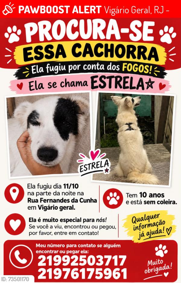 Lost Female Dog last seen Ela fugiu perto de casa., Vigário Geral, RJ 21241-305