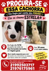 Lost Female Dog last seen Ela fugiu perto de casa., Vigário Geral, RJ 21241-305