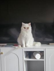 Reunited Female Cat last seen Metro at Michigan cndmniums, 1954 South Conway Rd, 2 blocks south of Curry Ford, Orlando, FL 32812