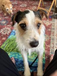 Found/Stray Male Dog last seen Pinevale, Gainesville, GA 30507