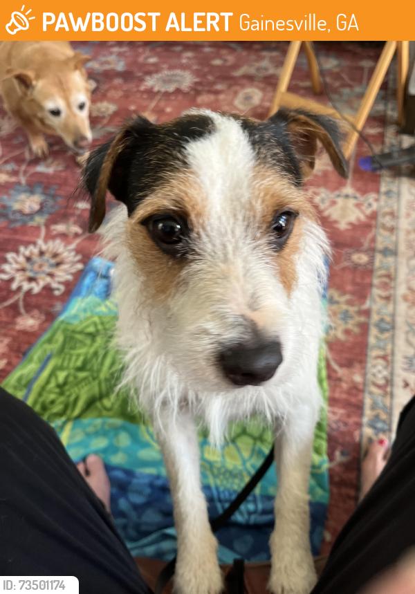 Found/Stray Male Dog last seen Pinevale, Gainesville, GA 30507