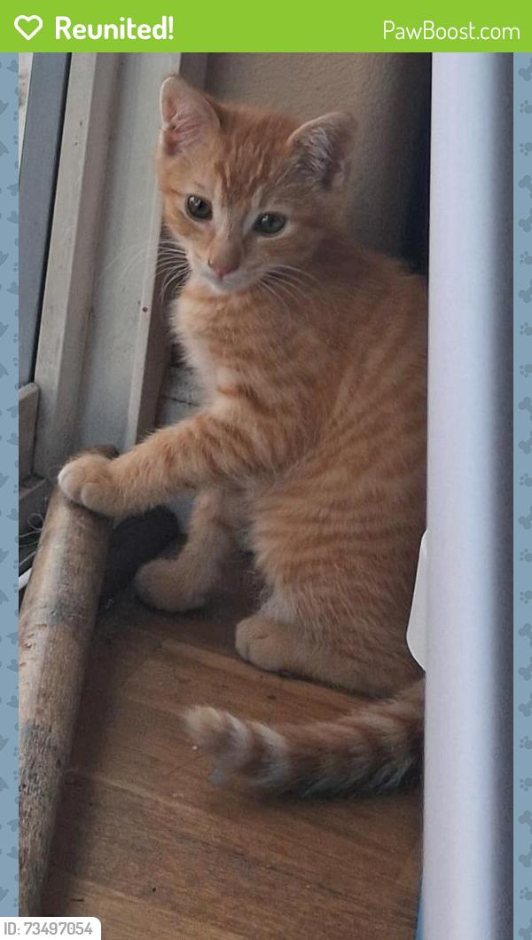 Reunited Male Cat last seen Elk and Makalya, Aumsville, OR 97325