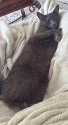 Reunited Male Cat last seen Near Lupin Dr, Fayetteville, NC 28306, USA, Fayetteville, NC 28306