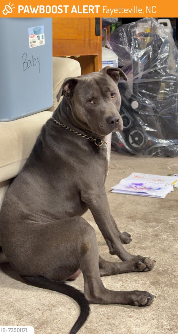 Found/Stray Male Dog last seen Inman circle / Locklear St., Fayetteville, NC 28306