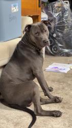 Found/Stray Male Dog last seen Inman circle / Locklear St., Fayetteville, NC 28306