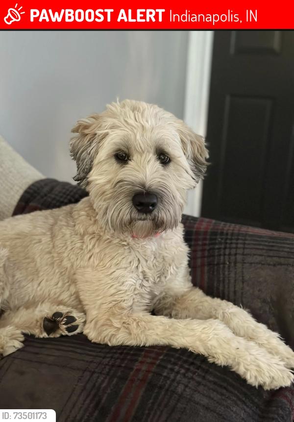 Lost Female Dog last seen southcreek neighborhood in hill valley, Indianapolis, IN 46217