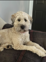Lost Female Dog last seen southcreek neighborhood in hill valley, Indianapolis, IN 46217
