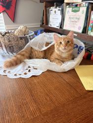 Lost Male Cat last seen Tuckerton and Huffmeister, Houston, TX 77095