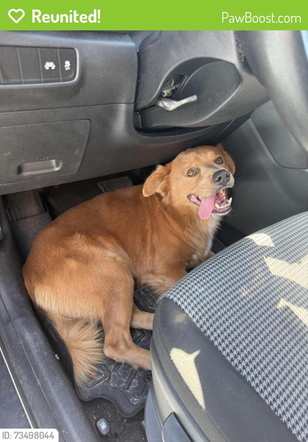 Reunited Male Dog last seen Near Kolsted Street, Port St. Lucie, FL 34953