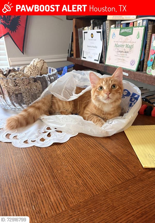 Lost Male Cat last seen Tuckerton and Huffmeister, Houston, TX 77095