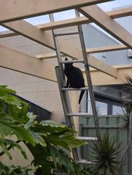Lost Female Cat last seen Pasquin st,north glenelg, Glenelg North, SA 5045