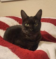 Reunited Female Cat last seen Hamilton & Galveston, Chandler, AZ 85225