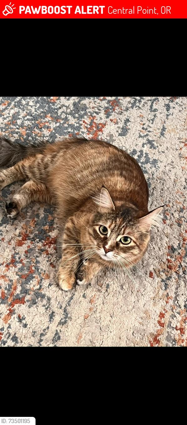 Lost Female Cat last seen Crown Ave , Crater Highschool, Central Point, OR 97502