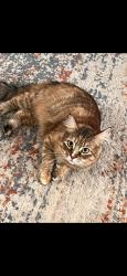 Lost Female Cat last seen Crown Ave , Crater Highschool, Central Point, OR 97502
