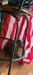 Lost Male Cat last seen Pommel Dr. and Route 27, Carroll County, MD 21771