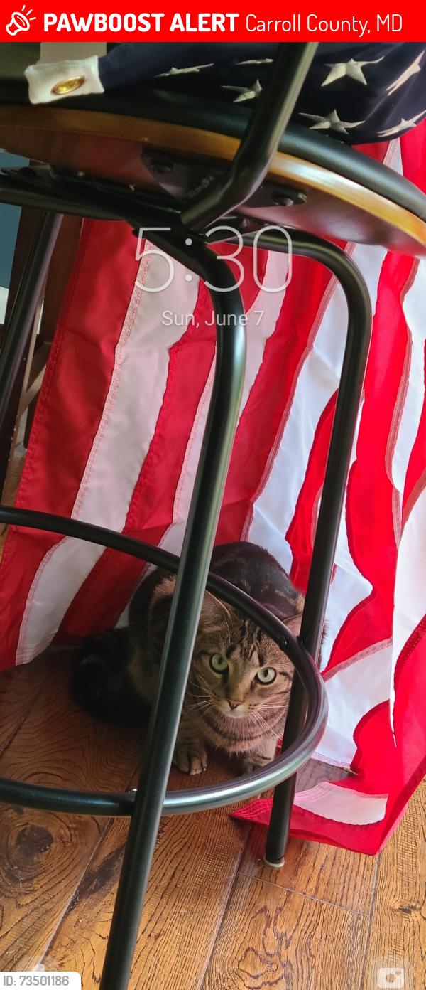 Lost Male Cat last seen Pommel Dr. and Route 27, Carroll County, MD 21771