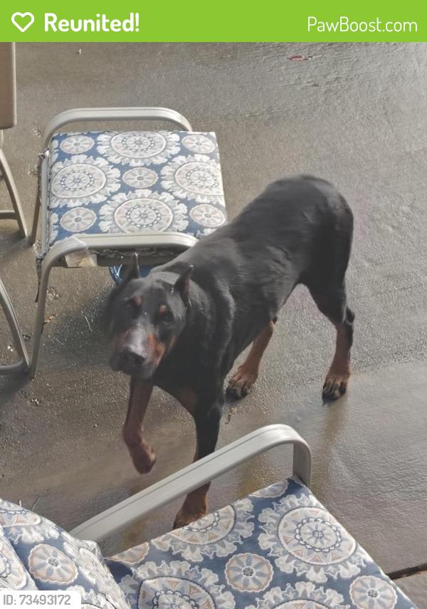 Reunited Male Dog last seen Newtown Rd Rocky River Rd, Monroe, NC 28112