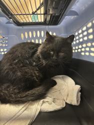 Shelter Stray Male Cat last seen Smoketree Drive, North Chesterfield, VA, 23236, 9300 Public Works Rd, Chesterfield, VA 23832, USA