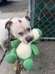 Shelter Stray Female Dog last seen Tompson Square park, Ave B & East 10 St, NEW YORK, NY, 10009, 326 E 110th St, New York, NY 10029, USA