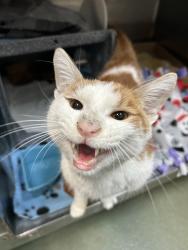 Shelter Stray Male Cat last seen Near E 165th Street, BRONX, NY, 10456, 326 E 110th St, New York, NY 10029, USA