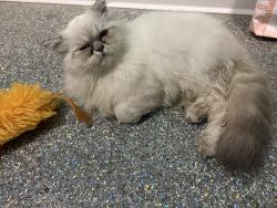 Found/Stray Unknown Cat last seen Lords Park, Elgin, IL 60120