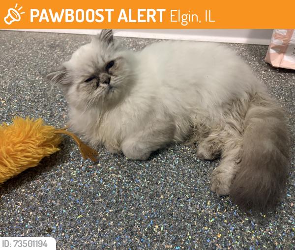Found/Stray Unknown Cat last seen Lords Park, Elgin, IL 60120