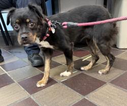 Shelter Stray Female Dog last seen Co-Op City Boulevard, BRONX, NY, 10475, 326 E 110th St, New York, NY 10029, USA