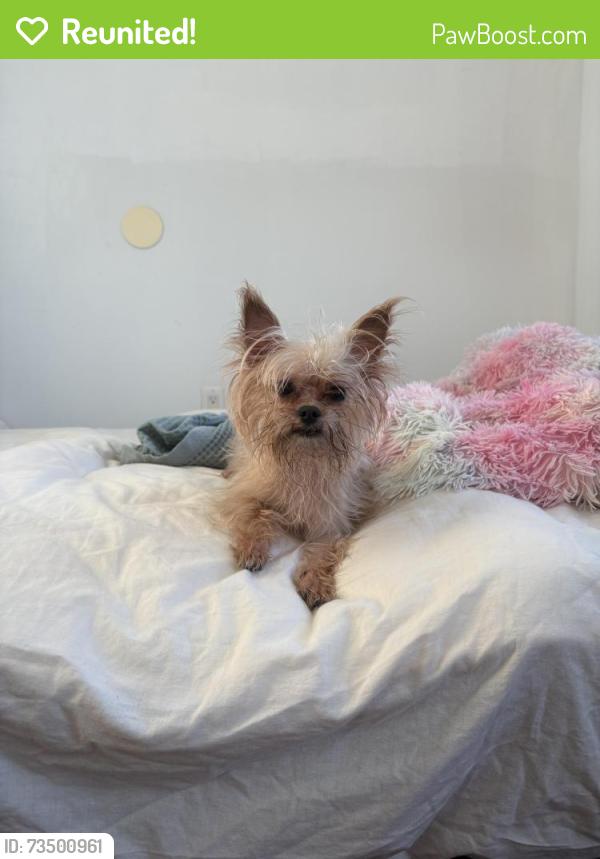 Reunited Male Dog last seen Le Dive, New York, NY 10002