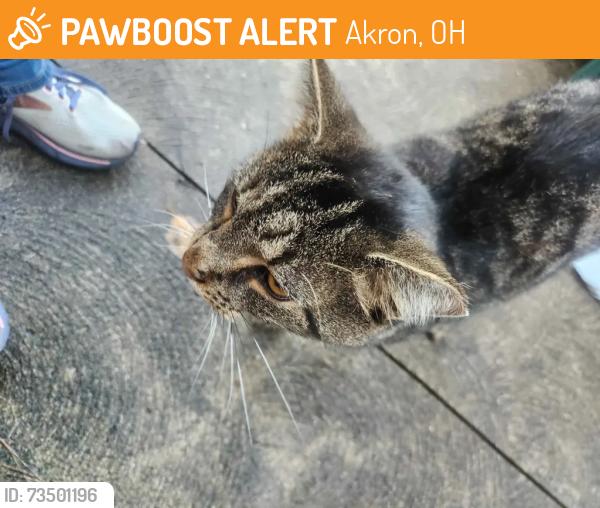 Found/Stray Unknown Cat last seen Canton and Ardwell, Akron, OH 44312