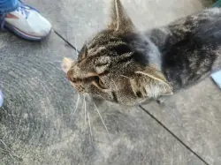 Found/Stray Unknown Cat last seen Canton and Ardwell, Akron, OH 44312