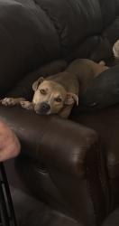 Reunited Female Dog last seen NA, Youngsville, LA 70592