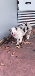 Found/Stray Female Dog last seen Amelia Park, Hialeah, FL 33013