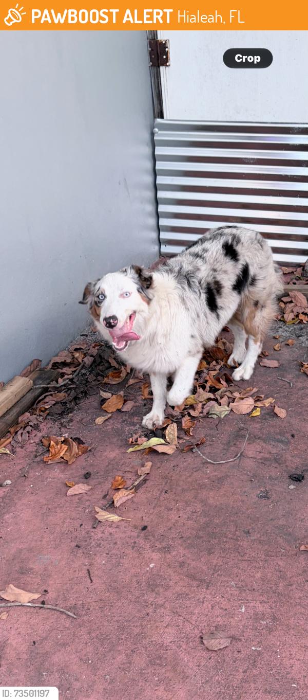 Found/Stray Female Dog last seen Amelia Park, Hialeah, FL 33013