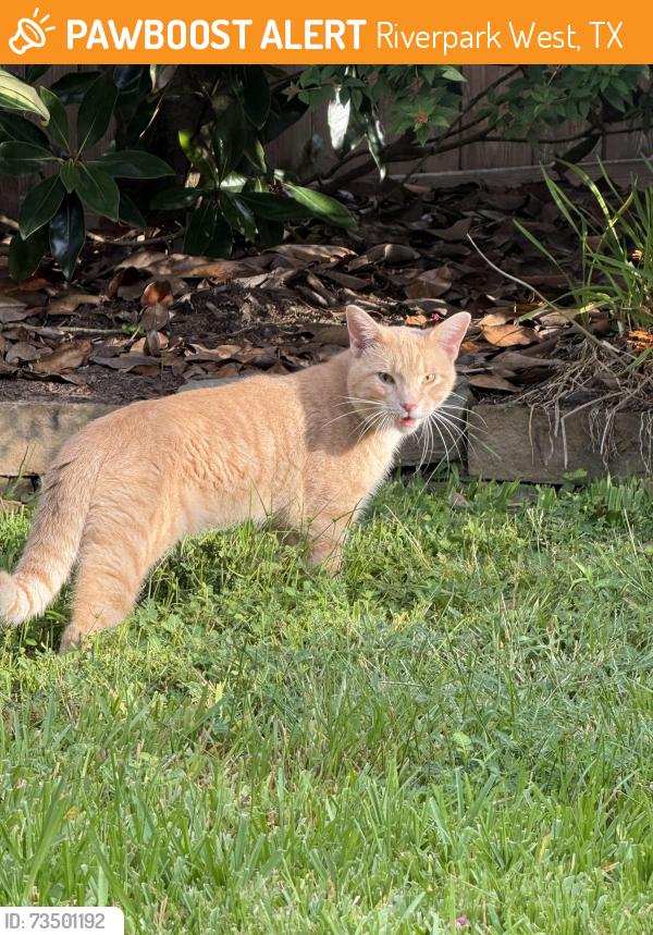 Found/Stray Male Cat last seen Slate Oaks Lane, Richmond, TX, Riverpark West, TX 77469