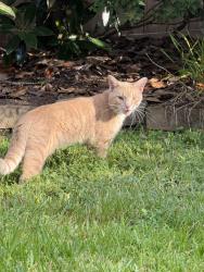 Found/Stray Male Cat last seen Slate Oaks Lane, Richmond, TX, Riverpark West, TX 77469