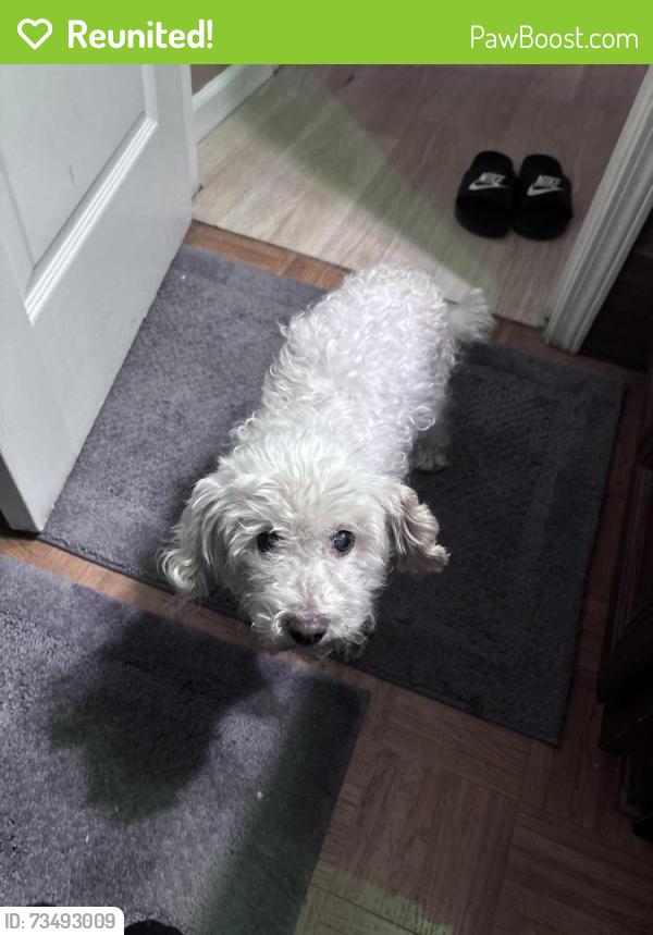 Reunited Female Dog last seen Near City hall/mossdale park area, Lathrop, CA 95330