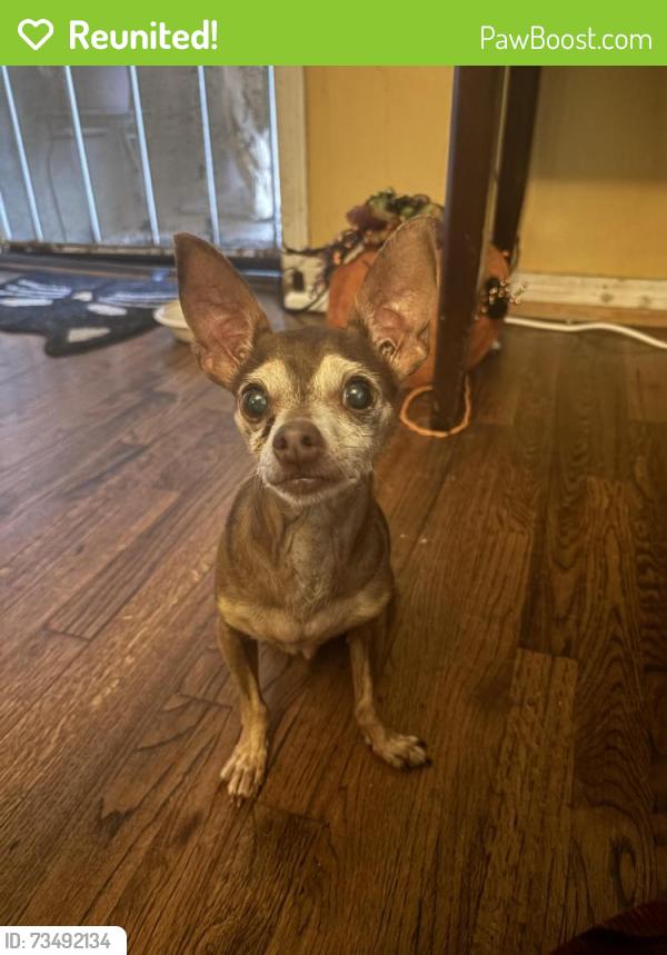 Reunited Male Dog last seen Near and Vermont, Gardena, CA 90247