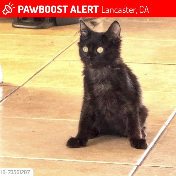Lost Female Cat last seen Desert Calico and Foxtail, Lancaster, CA 93534