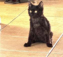 Lost Female Cat last seen Desert Calico and Foxtail, Lancaster, CA 93534
