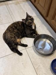 Reunited Female Cat last seen Coral Tree Court, Society Hill neighborhood, Trenton, NJ 08648