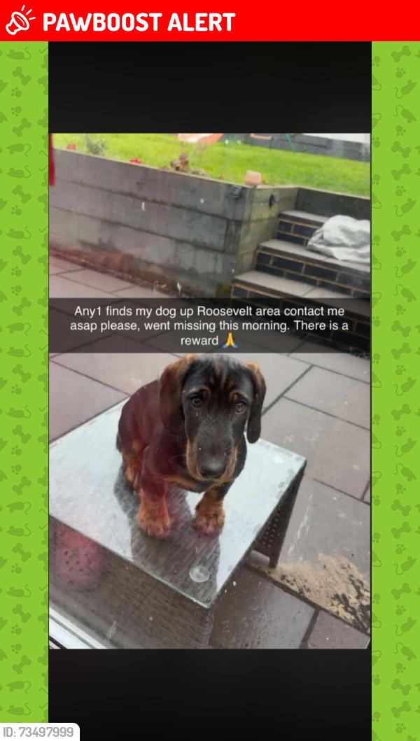 Lost Male Dog last seen Leesbrook fields, Chaddesden, England 