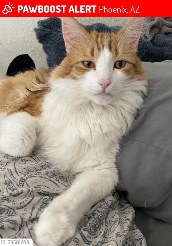 Lost Male Cat last seen 71st Ave and Magnolia, Phoenix, AZ 85043