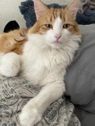 Lost Male Cat last seen 71st Ave and Magnolia, Phoenix, AZ 85043