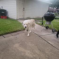 Found/Stray Male Dog last seen Hillsgate ct & Shady Canyon, Park At Glen Arbor, TX 77377