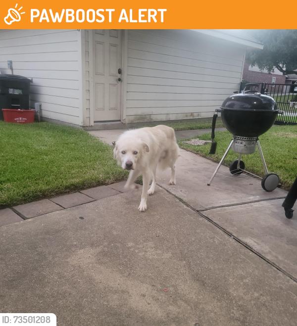 Found/Stray Male Dog last seen Hillsgate ct & Shady Canyon, Park At Glen Arbor, TX 77377
