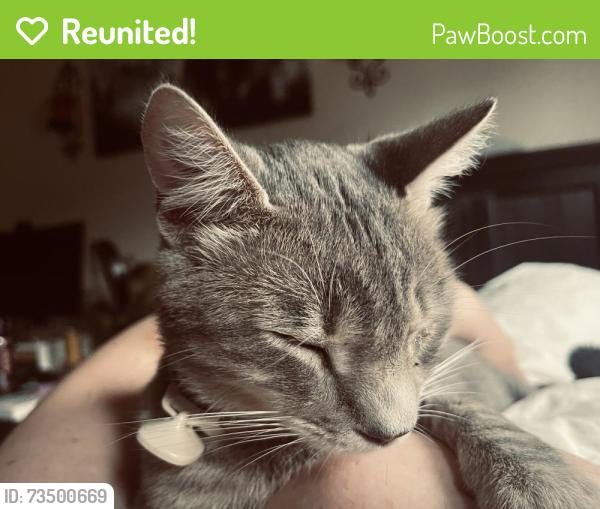 Reunited Male Cat last seen Doane and Mayfair Park Ave, Fremont, CA 94538